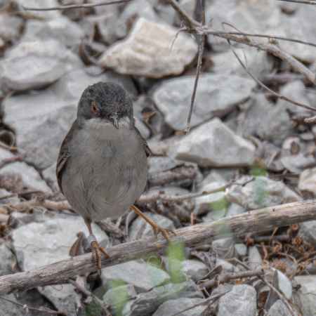 Female Sardinian Warbler
