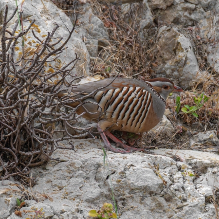 Barbary Partridge