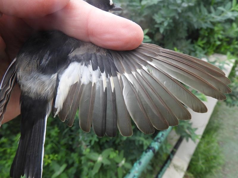 2y male Pied Flycatcher. Wing close-up new Greater coverts, tertials and  secondaries 3,2.  rest of wing and primary coverts old.