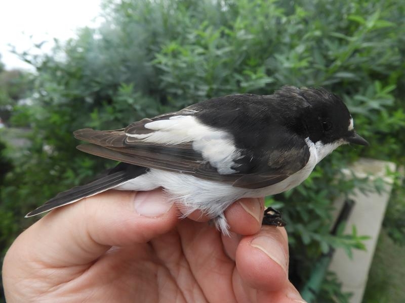 2y male pied Flycatcher. Fresh upperparts and retrices, old alula and some primaries and secondaries showing.