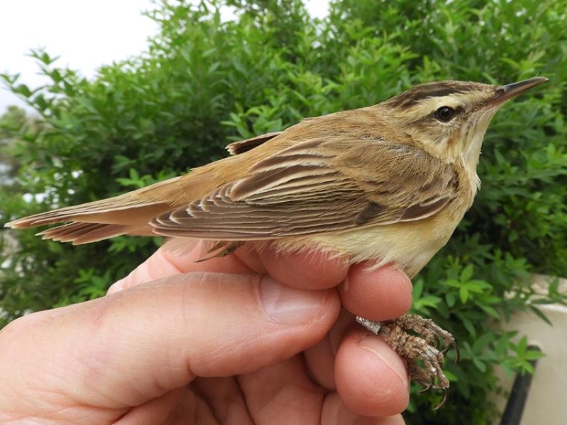 Sedge Warbler, a uncommon bird in Gibraltar as their habitat preference are marshes and reed beds.