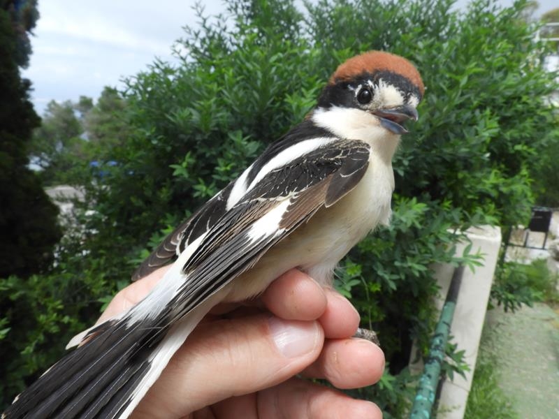 2y male Woodchat Shrike, with new coverts and alula, some new outer primaries but old primary coverts.